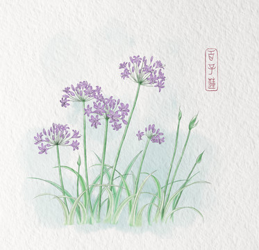 百子蓮君子蘭愛情花