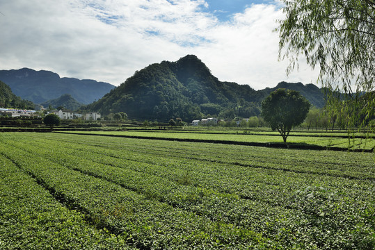 生态茶园