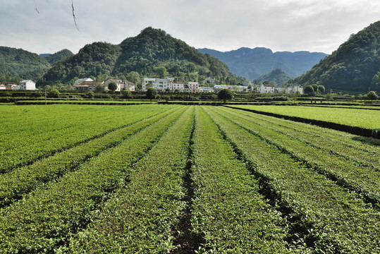 生态茶园