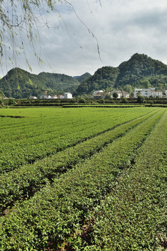 生态茶园