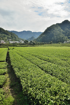 生态茶园