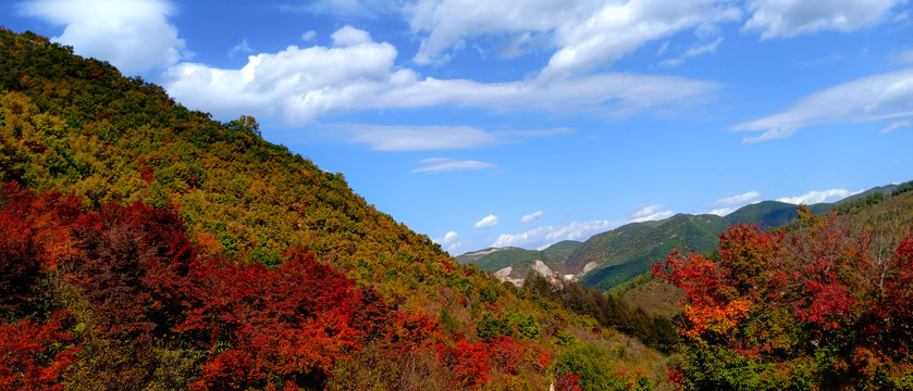 枫叶壁纸