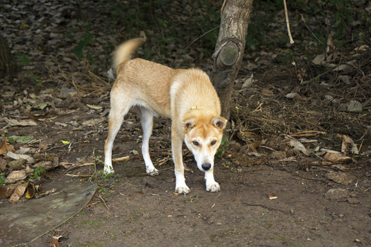 土狗