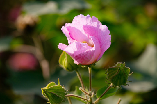 木芙蓉花