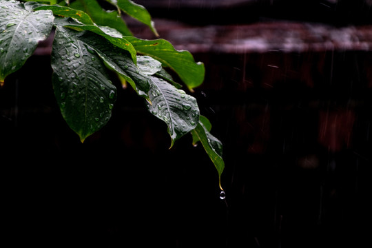 雨打树叶