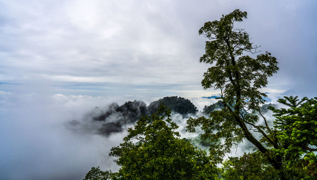 青城山云海