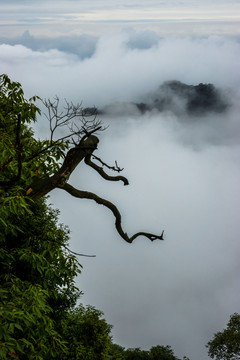 青城山云海