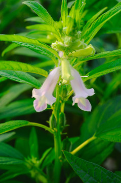 芝麻开花