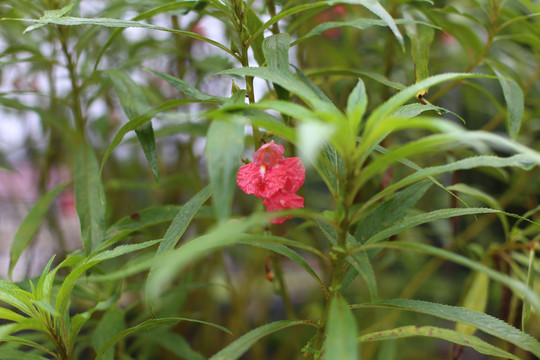 指甲花