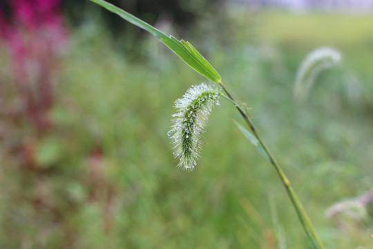 狗尾巴草