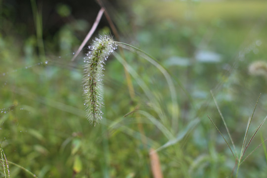 狗尾巴草