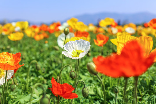 特写花