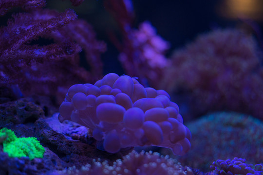 水族馆珊瑚