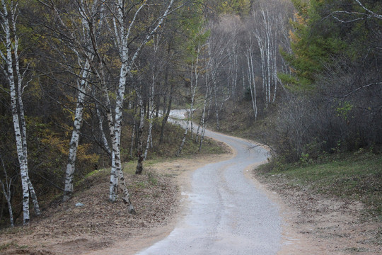 林间小路