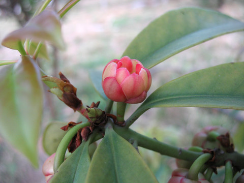 五味子科植物红毒茴