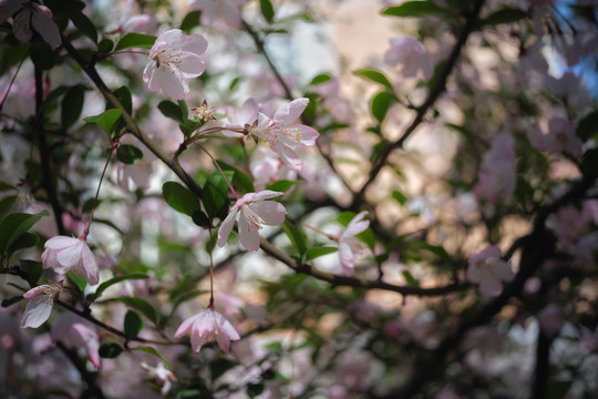 垂丝海棠花