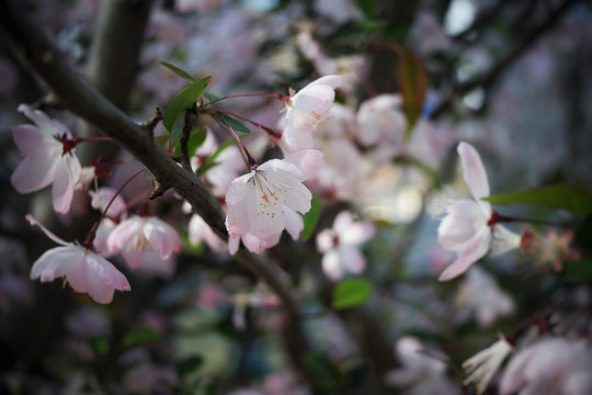 垂丝海棠花