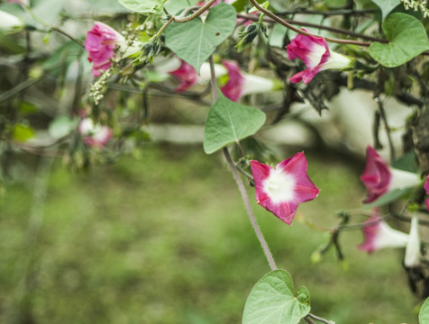 牵牛花