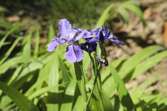 蝴蝶花