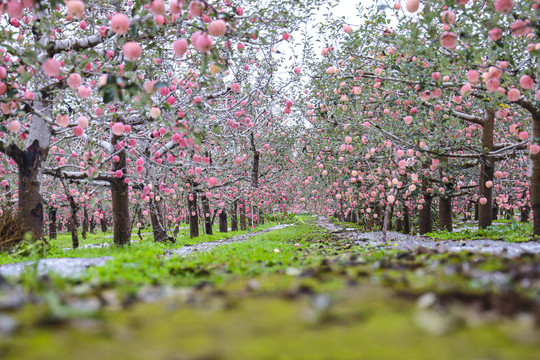 苹果树