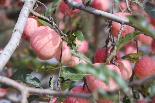 苹果树上的红富士苹果
