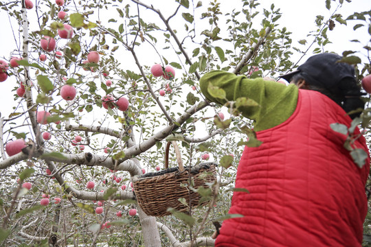 秋季苹果园丰收采摘劳动