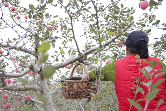 在苹果树上采摘红苹果