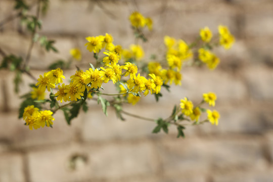 野菊花