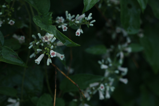 鸡屎藤的花