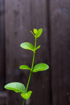 绿植老木板素材