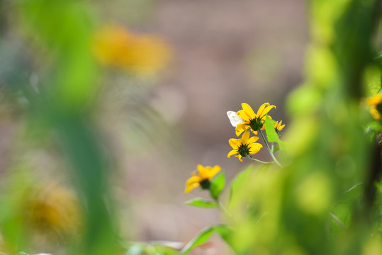 秋日山野里盛开得菊芋