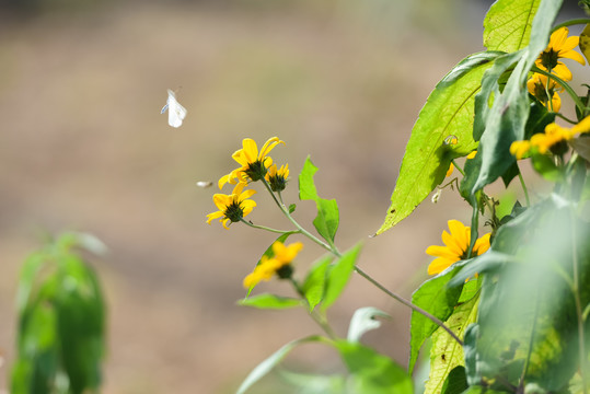 秋日山野里盛开得菊芋