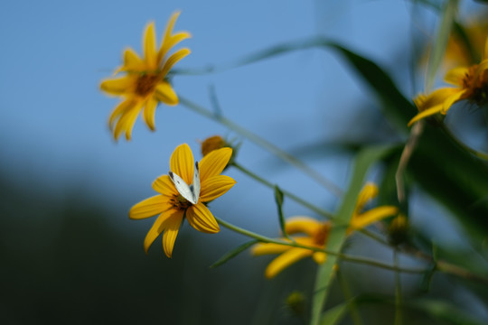 秋日山野里盛开得菊芋