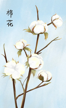 棉花手繪