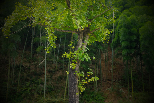 银杏树