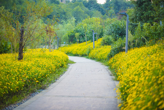 花间小路