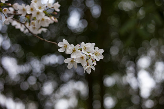 樱花