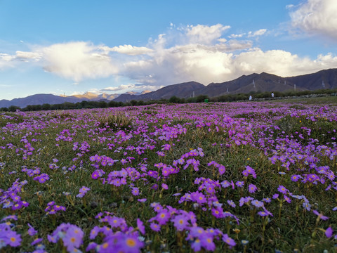 西藏花海