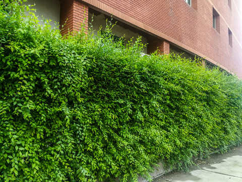 绿植树墙