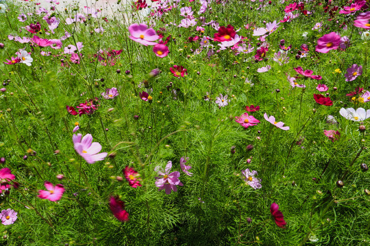 坝上草原格桑花