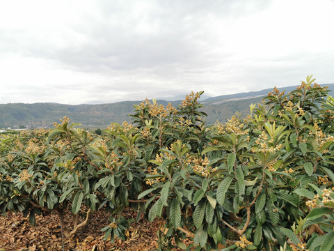 琵琶园种植基地