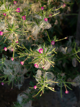 柳叶菜科植物小花柳叶菜