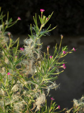 柳叶菜科植物小花柳叶菜