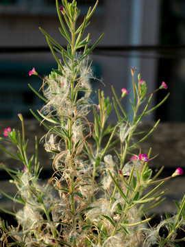 柳叶菜科植物小花柳叶菜