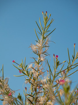 柳叶菜科植物小花柳叶菜