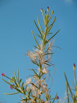 柳叶菜科植物小花柳叶菜