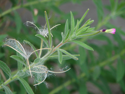 柳叶菜科植物小花柳叶菜