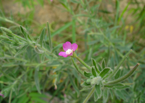 小花柳叶菜紫红色花朵