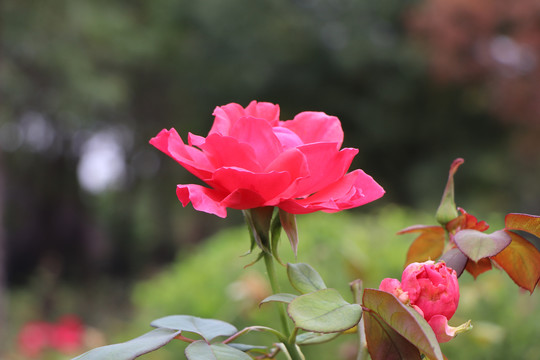 粉红色的月季花朵