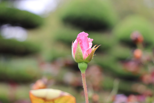 粉色的月季花苞花骨朵